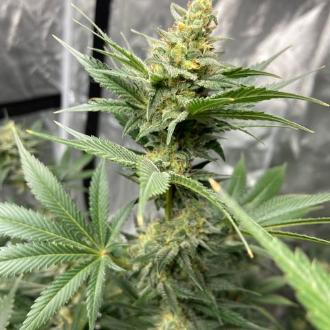 Gorilla Glue 4 (tente #1) growlog timeline photo