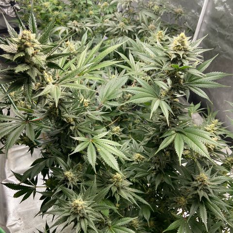 Gorilla Glue 4 (tente #1) growlog timeline photo
