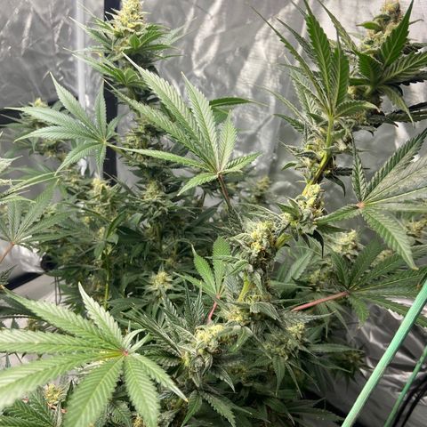 Gorilla Glue 4 (tente #1) growlog timeline photo