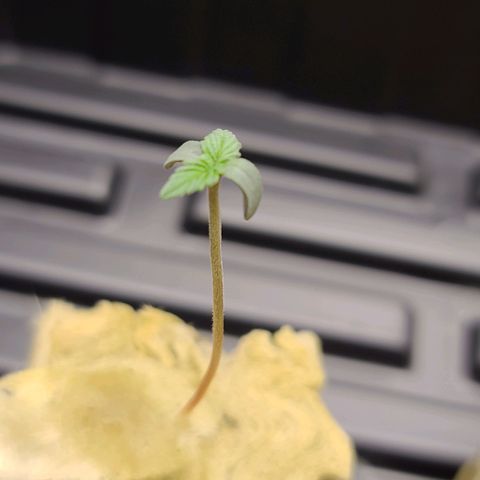 OG Kush Bonnie Parker 57.57g. growlog timeline photo