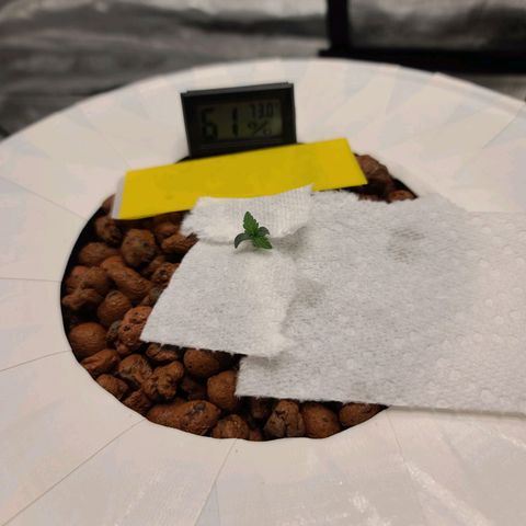 OG Kush Bonnie Parker 57.57g. growlog timeline photo
