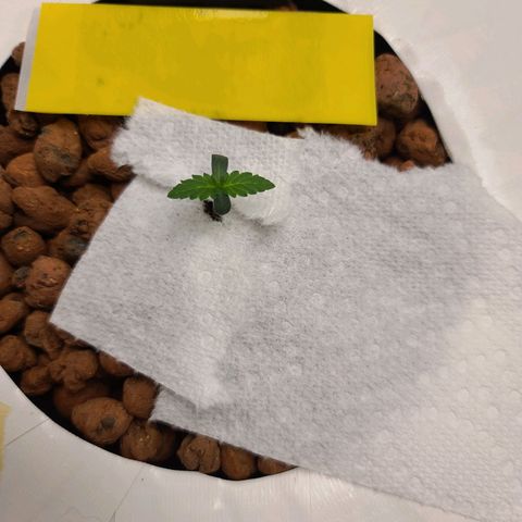 OG Kush Bonnie Parker 57.57g. growlog timeline photo