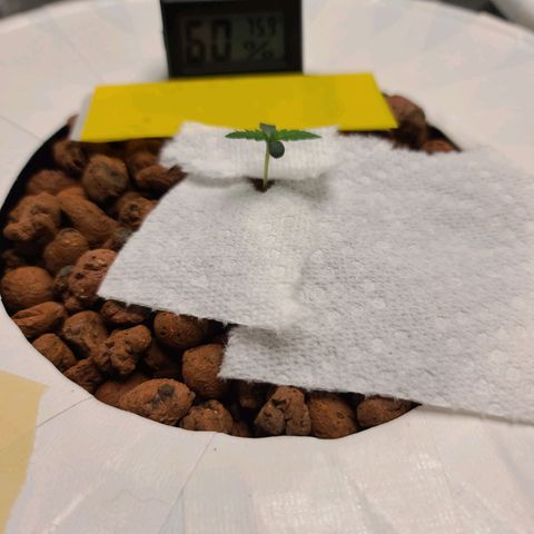 OG Kush Bonnie Parker 57.57g. growlog timeline photo