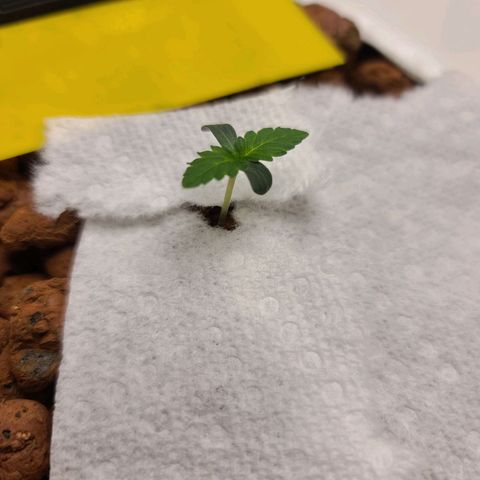 OG Kush Bonnie Parker 57.57g. growlog timeline photo