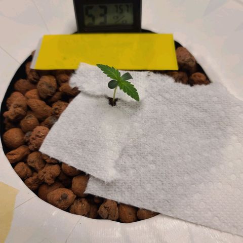 OG Kush Bonnie Parker 57.57g. growlog timeline photo