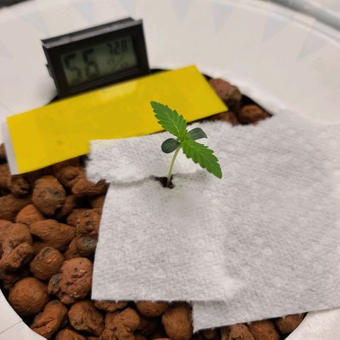OG Kush Bonnie Parker 57.57g. growlog timeline photo