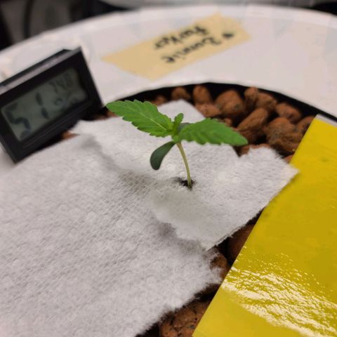 OG Kush Bonnie Parker 57.57g. growlog timeline photo
