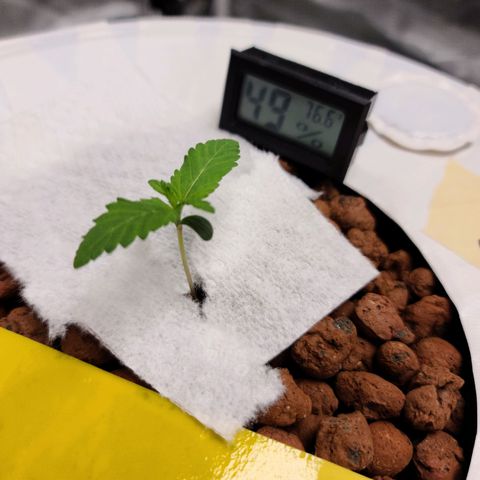 OG Kush Bonnie Parker 57.57g. growlog timeline photo