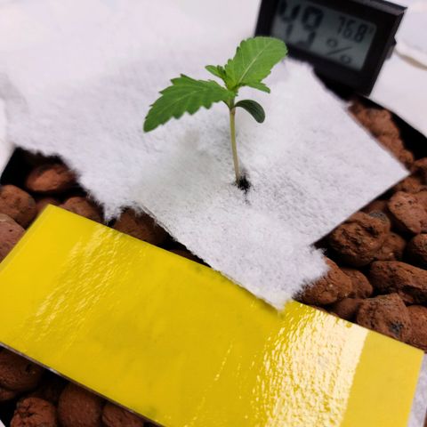 OG Kush Bonnie Parker 57.57g. growlog timeline photo