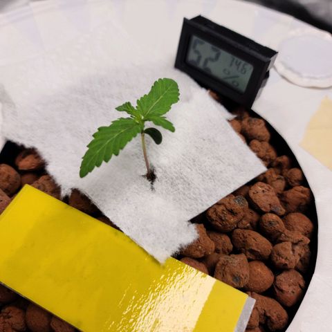 OG Kush Bonnie Parker 57.57g. growlog timeline photo