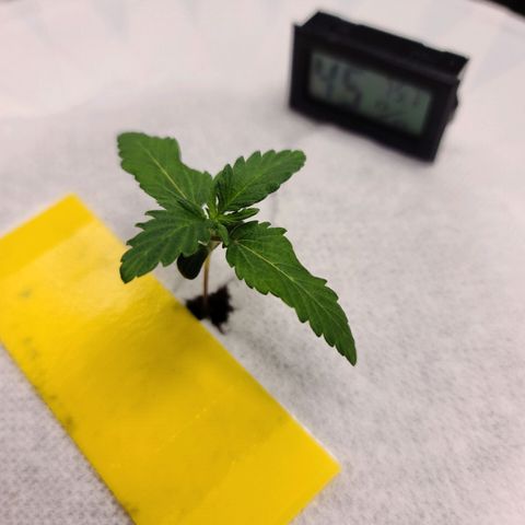 OG Kush Bonnie Parker 57.57g. growlog timeline photo