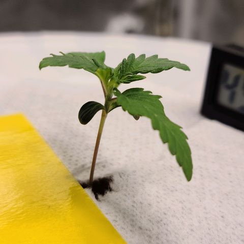 OG Kush Bonnie Parker 57.57g. growlog timeline photo