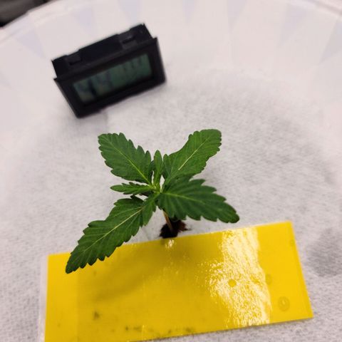 OG Kush Bonnie Parker 57.57g. growlog timeline photo