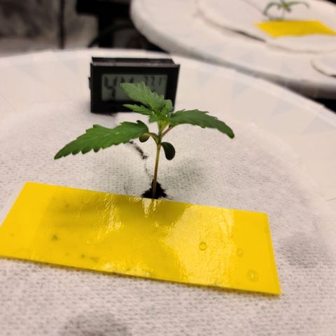 OG Kush Bonnie Parker 57.57g. growlog timeline photo