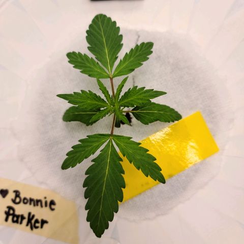 OG Kush Bonnie Parker 57.57g. growlog timeline photo