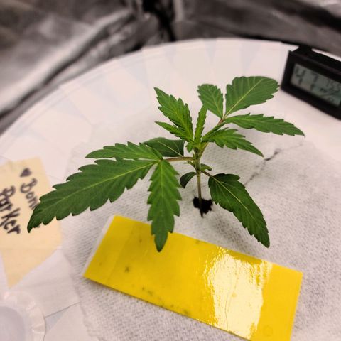OG Kush Bonnie Parker 57.57g. growlog timeline photo