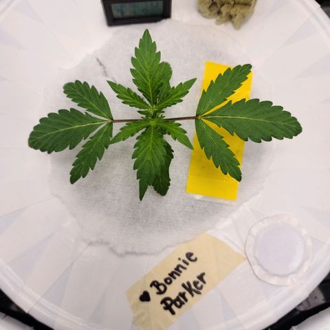 OG Kush Bonnie Parker 57.57g. growlog timeline photo