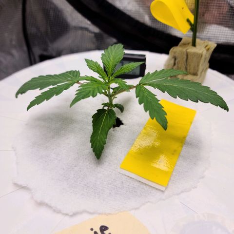 OG Kush Bonnie Parker 57.57g. growlog timeline photo