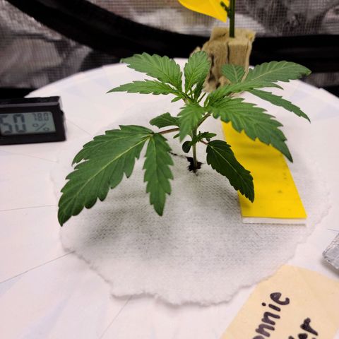 OG Kush Bonnie Parker 57.57g. growlog timeline photo