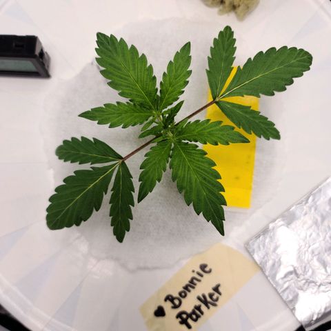 OG Kush Bonnie Parker 57.57g. growlog timeline photo