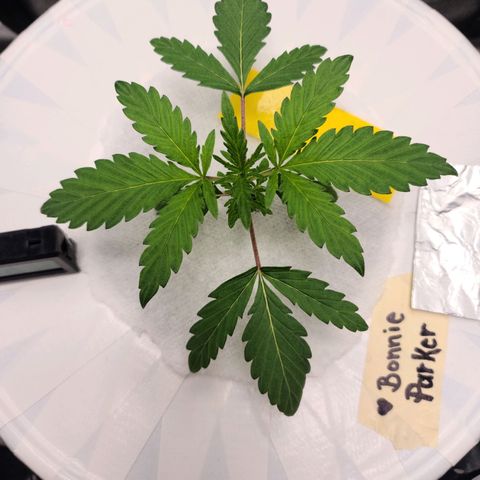 OG Kush Bonnie Parker 57.57g. growlog timeline photo