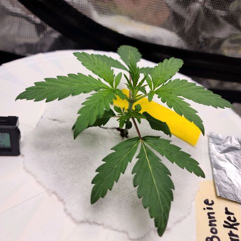 OG Kush Bonnie Parker 57.57g. growlog timeline photo