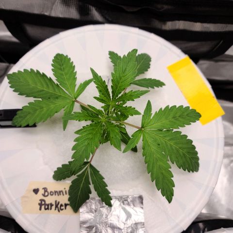 OG Kush Bonnie Parker 57.57g. growlog photo: Root rot..
