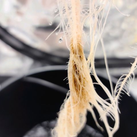 OG Kush Bonnie Parker 57.57g. growlog photo: Root rot..