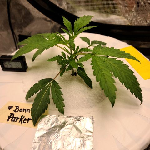 OG Kush Bonnie Parker 57.57g. growlog photo: Root rot..