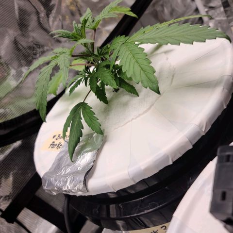 OG Kush Bonnie Parker 57.57g. growlog timeline photo
