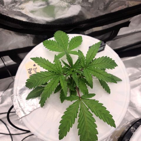 OG Kush Bonnie Parker 57.57g. growlog timeline photo