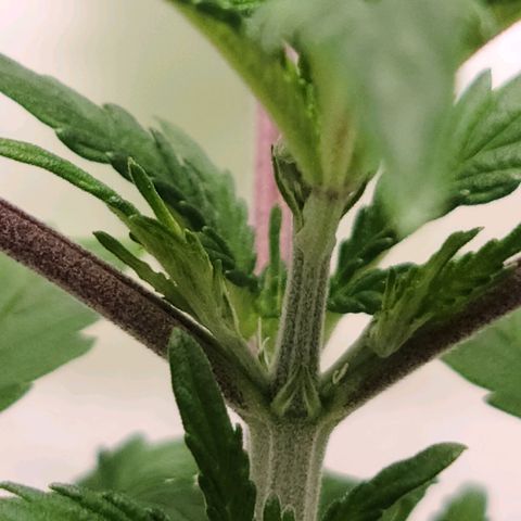 OG Kush Bonnie Parker 57.57g. growlog photo: Showing sex