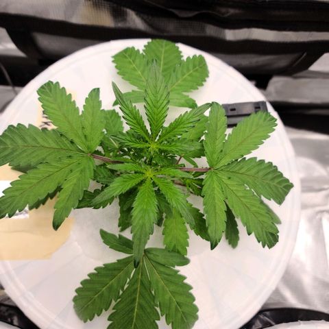 OG Kush Bonnie Parker 57.57g. growlog timeline photo