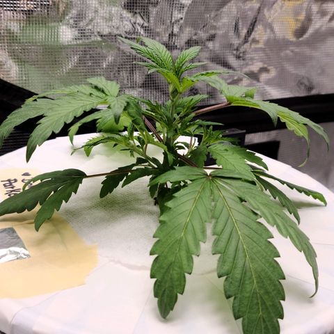 OG Kush Bonnie Parker 57.57g. growlog timeline photo