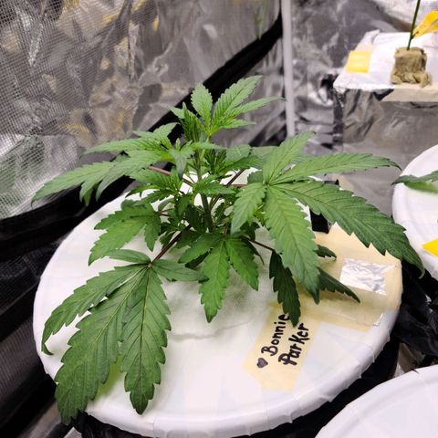 OG Kush Bonnie Parker 57.57g. growlog timeline photo