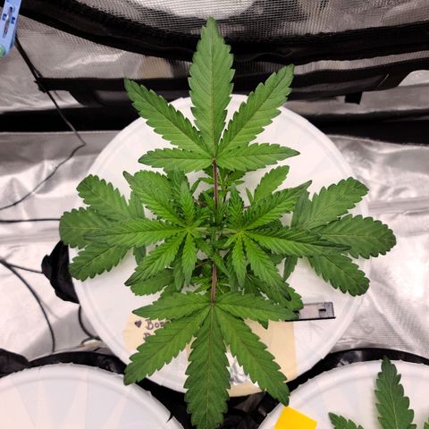 OG Kush Bonnie Parker 57.57g. growlog timeline photo