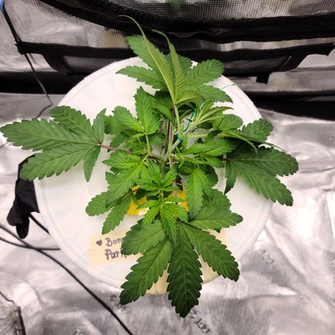 OG Kush Bonnie Parker 57.57g. growlog timeline photo