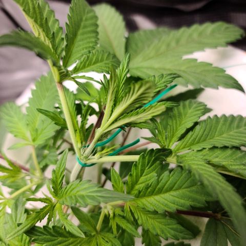 OG Kush Bonnie Parker 57.57g. growlog timeline photo