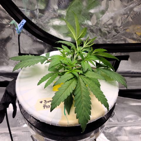 OG Kush Bonnie Parker 57.57g. growlog timeline photo