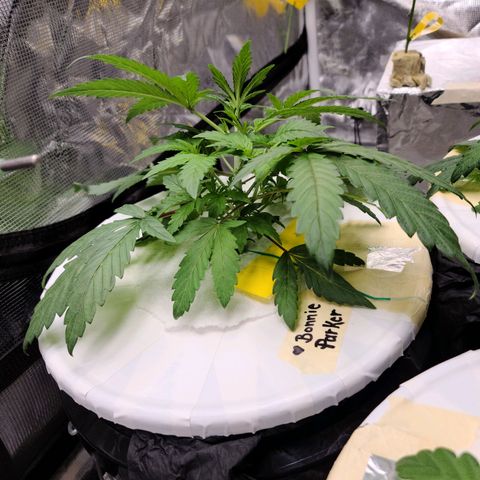 OG Kush Bonnie Parker 57.57g. growlog timeline photo