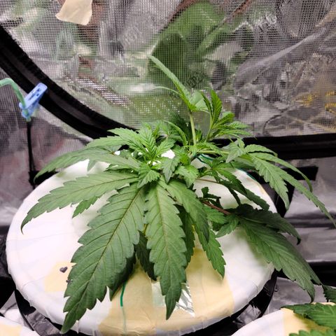 OG Kush Bonnie Parker 57.57g. growlog timeline photo