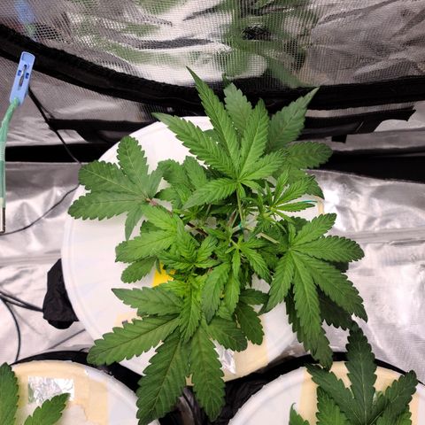 OG Kush Bonnie Parker 57.57g. growlog timeline photo