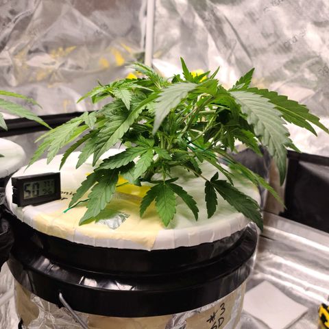 OG Kush Bonnie Parker 57.57g. growlog timeline photo