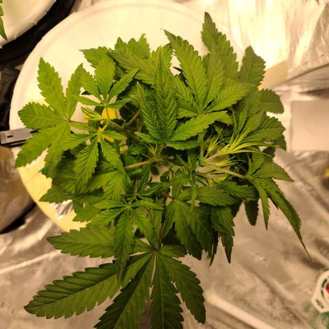 OG Kush Bonnie Parker 57.57g. growlog timeline photo