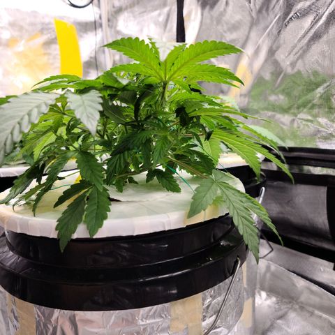 OG Kush Bonnie Parker 57.57g. growlog timeline photo