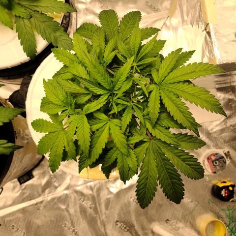 OG Kush Bonnie Parker 57.57g. growlog timeline photo