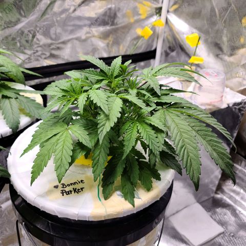 OG Kush Bonnie Parker 57.57g. growlog timeline photo