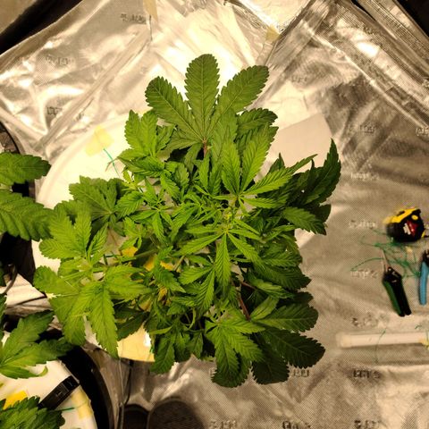 OG Kush Bonnie Parker 57.57g. growlog timeline photo