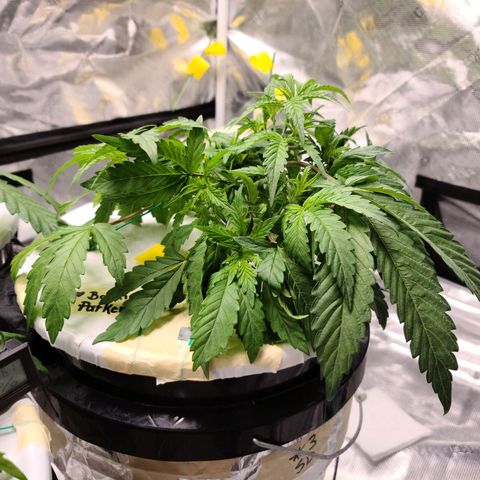 OG Kush Bonnie Parker 57.57g. growlog timeline photo