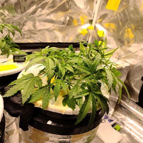 OG Kush Bonnie Parker 57.57g. growlog timeline photo